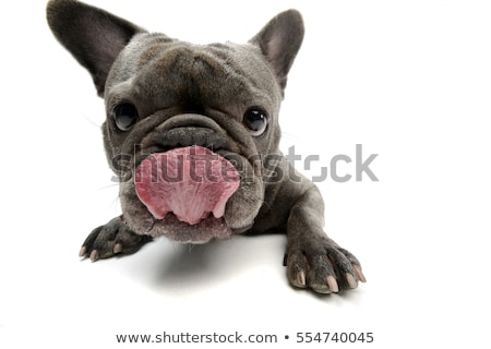 Foto d'archivio: Wide Angle Shot Of An Adorable French Bulldog