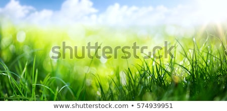 Spring Grass Foto d'archivio © Konstanttin