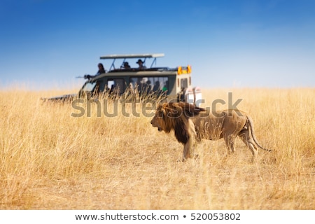 Foto stock: Jeep Safari