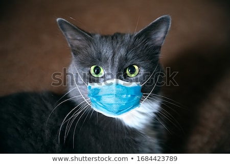 [[stock_photo]]: Cat