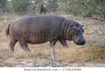 Stok fotoğraf: A Hippo Walking In The Water In The Kruger