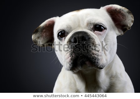 Foto d'archivio: White French Bulldog With Funny Ears Posing In A Dark Photo Stud