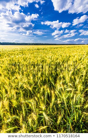 Сток-фото: Wheat Field With Blue Sky And Electrical Pole