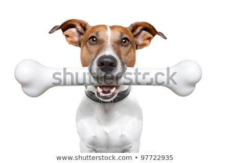 ストックフォト: An Adorable Jack Russell Terrier Chewing A Bone