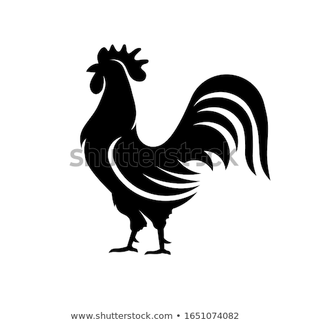 Foto stock: Rooster