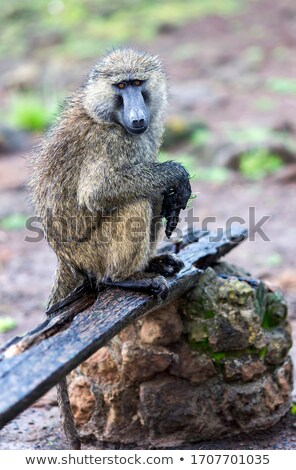 Сток-фото: Wet Baboon Portrait