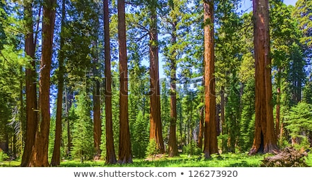 Foto stock: The Famous Big Sequoia Trees Are Standing In Sequoia National Pa