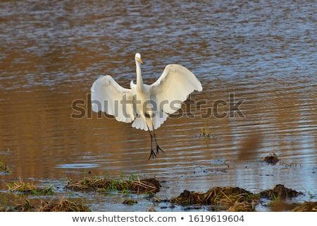 Сток-фото: White Egret Bird Fishing
