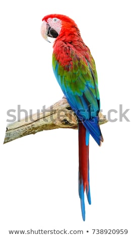 Foto d'archivio: Parrot Standing On Branch