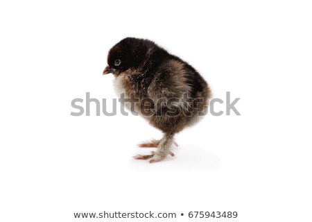 Stok fotoğraf: Partridge Cochin Or Pekin Chick