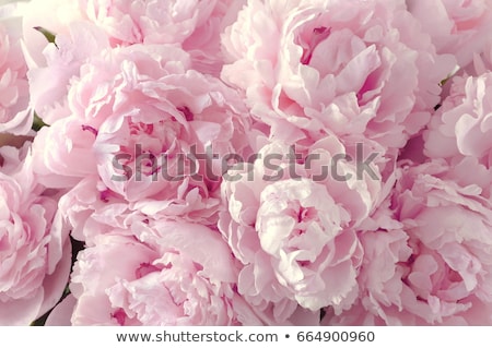 Stock photo: Fresh Peony Flowers