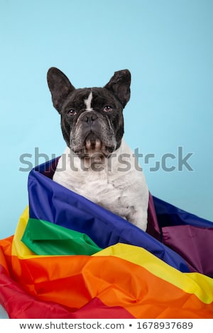 Stok fotoğraf: Gay Pride Dog