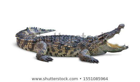 Stok fotoğraf: Crocodile