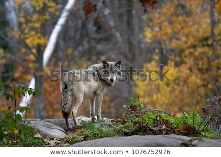Stok fotoğraf: Wild Timber Wolf