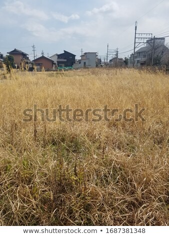 Stok fotoğraf: Golden Hay In Breeze