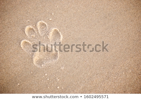 Stockfoto: Single Dog Paw Print In Sand