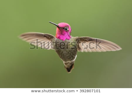 [[stock_photo]]: Annas Hummingbird