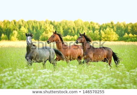 Stock foto: Herd Of Beautiful Young Horses Graze On The Farm Ranch