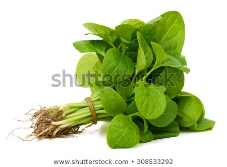 Stok fotoğraf: Malabar Spinach Basella Alba