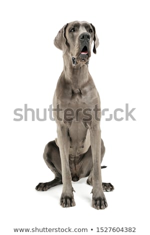 Stok fotoğraf: Deutsche Dogge In The Isolated White Background