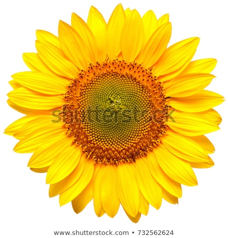 Stock fotó: Sunflower Isolated On White Background