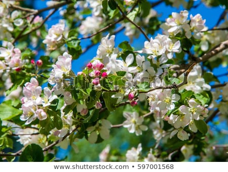 Foto stock: Apple Tree Flowers Bloom Floral Blossom In Spring