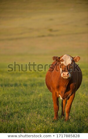 Stockfoto: Cow On A Summer Pasture