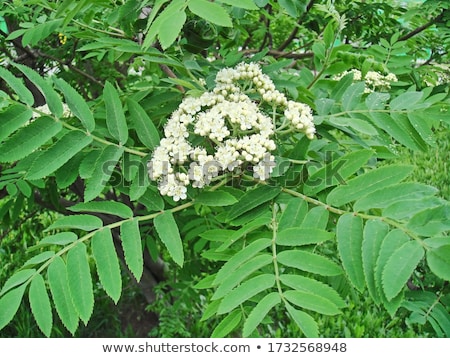 Сток-фото: Ash Tree Flowers