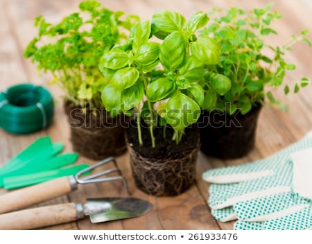 Foto stock: Fresh Green Basil