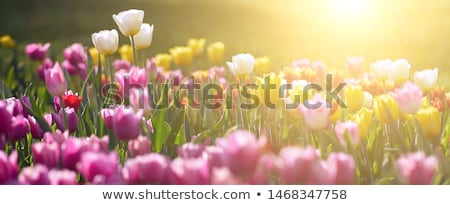 Stock photo: Tulips