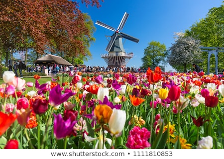 Foto stock: Tulip Field In Keukenhof Gardens Lisse Netherlands