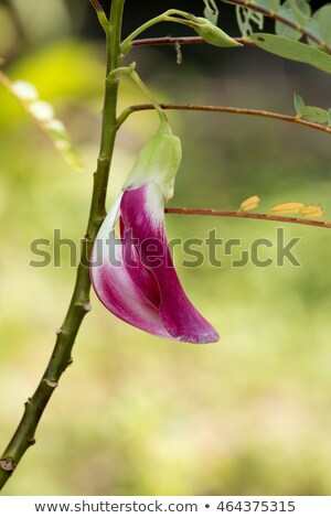 Foto d'archivio: Agasta Flower And Eaves