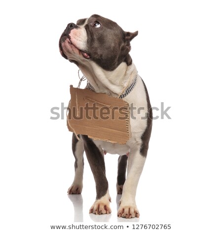 Stock fotó: American Bully With Empty Sign Around Neck Looks To Side