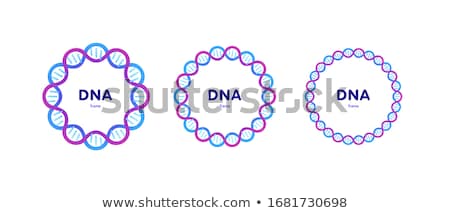 Stock fotó: Strand Spiral Of Dna Molecule Set Banner Vector