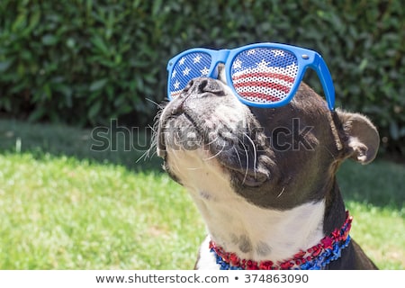 Foto stock: Fourth Of July Pet Celebration