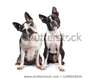 ストックフォト: Studio Shot Of Two Adorable Boston Terrier