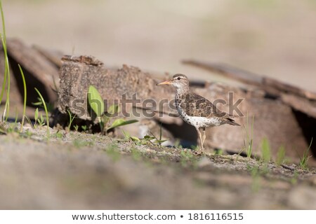 Stockfoto: Washington Is Hiding