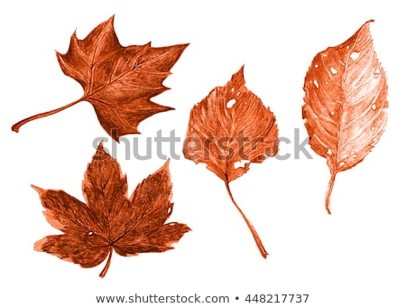 Stock photo: Plane Tree Fallen Leaves