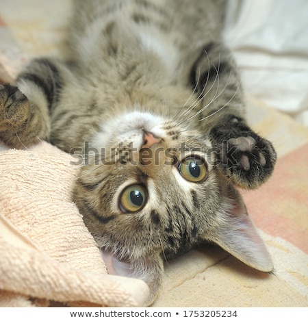 Stok fotoğraf: Brown Striped Kitten