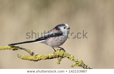 Сток-фото: Long Tailed Tit Aegithalos Caudatus