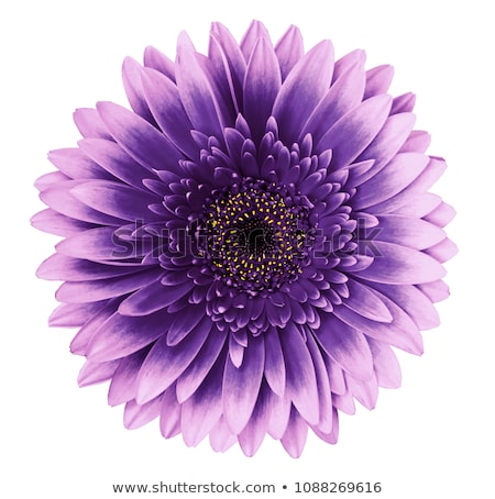 Stok fotoğraf: Purple Flower