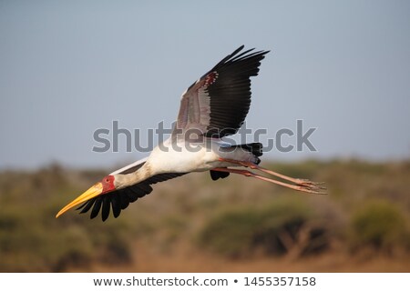 Foto stock: Yellow Billed Stork In Water