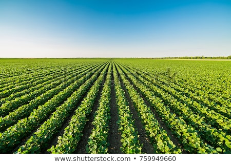 Foto d'archivio: Soybean Crops In Field