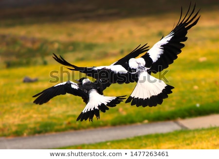 Foto stock: Australian Magpie Cracticus Tibicen