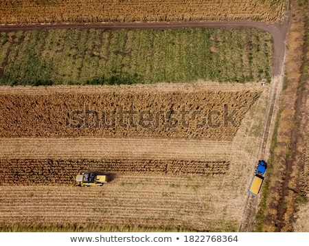 Stock photo: Corn Field From Drone Point Of View