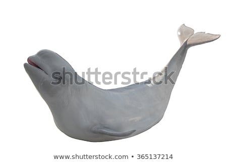 Stok fotoğraf: Beluga Whale On White Background