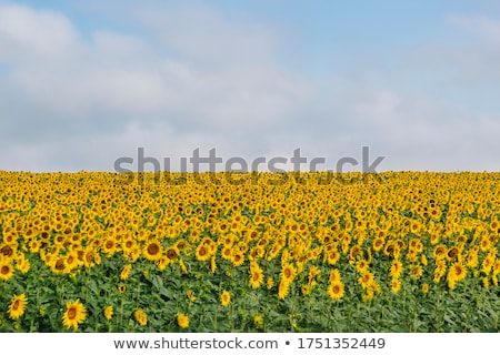 Foto d'archivio: Sunflower And Blue Sky