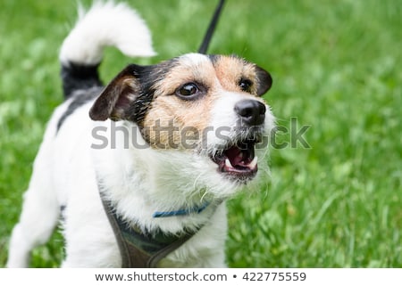Stock photo: Barking Dog