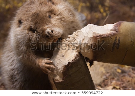Beaver Tree Foto stock © Procy
