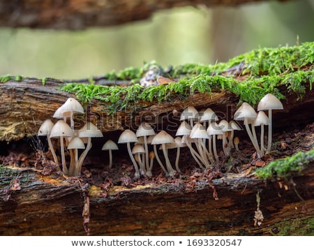 Foto stock: Tree Full Of Mushrooms And Fungi